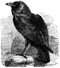 The Raven